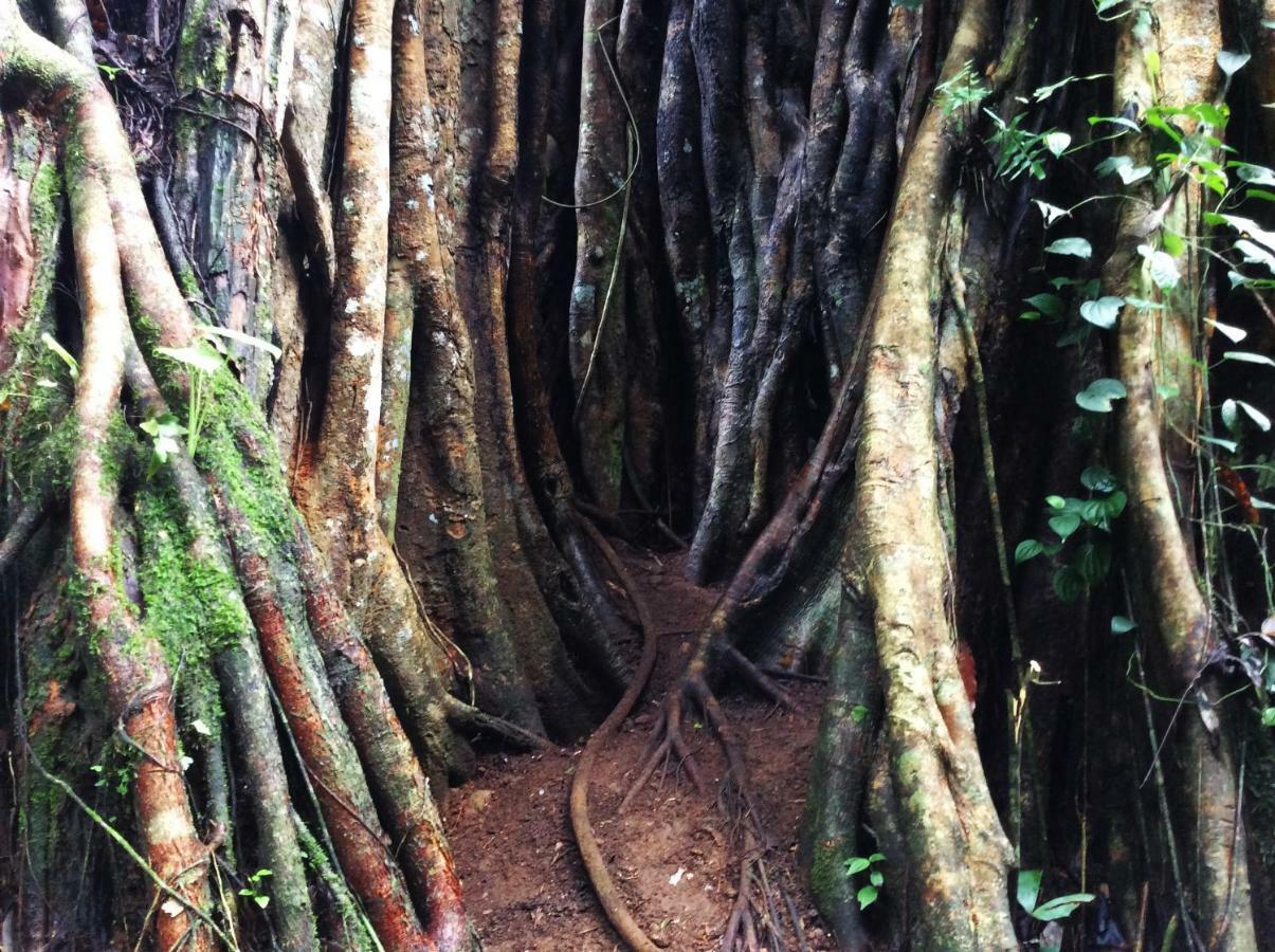 دينيايا Natural Mystic Sanctuary المظهر الخارجي الصورة